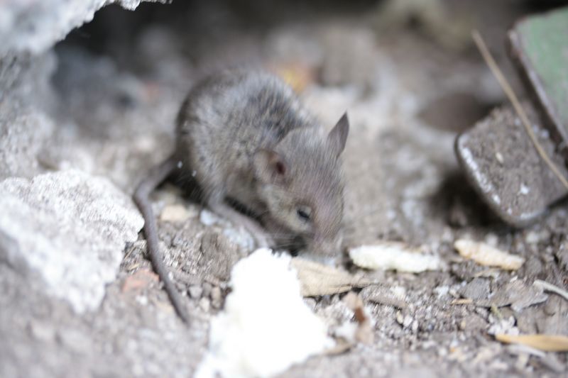 Piccolo di Rattus sp.